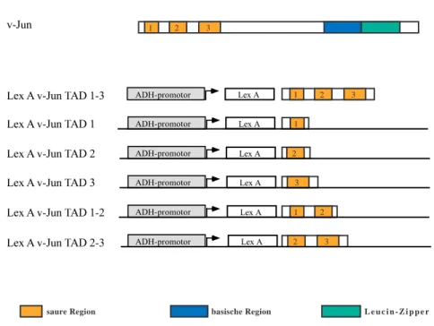 Abb. 4  Schematische Darstellung der LexA v-Jun Fusionsproteine. 