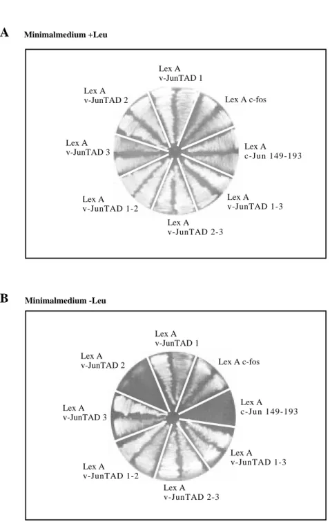 Abb.  5   Test der Aktivität der LexA v-Jun Fusionskonstrukte mit Hilfe des leu2- leu2-Reportergens