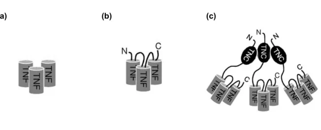 Abb. 2:  Schema der TNF-Varianten: (a) TNF-Trimer, (b) scTNF80, (c) TNCscTNF80