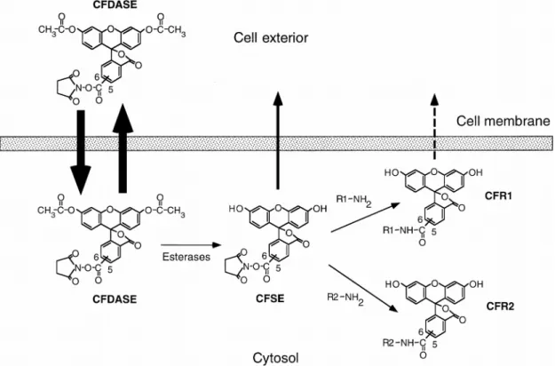 Abb. 5:  Kinetik von CFSE in Lymphozyten 