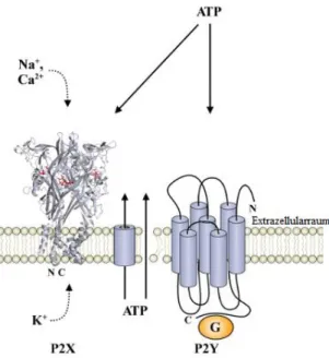 Abb.  1:  ATP-abhängige  purinerge  P2-Rezeptoren.  Neben  seinen  wichtigen  Funktionen  im  Zellmetabolismus  stellt  ATP einen Liganden der purinergischen Signalwege dar