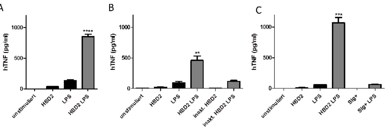 Abb.  4:  Produktion  von  TNF  nach  HBD2-Vorstimulierung  in  THP1-Zellen.  (A)  Vorstimulierung  mit  5μg/ml  HBD2:Ig für 4h und anschließende Restimulierung mit 100ng/ml LPS für 4h