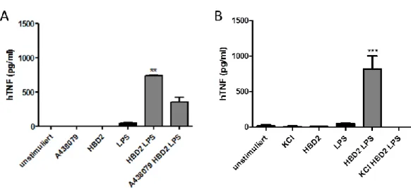 Abb.  12:  Beteiligung  von  P2X7R  an  proinflammatorischen  Effekt  von  HBD2. (A)  Gleichzeitige  Stimulierung  von  THP1-Zellen mit 10µM A438079 und 5μg/ml HBD2:Ig mit anschließender Gabe von 100ng/ml LPS