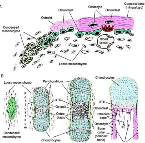 Abbildung  1:  Schematische  Darstellung  der  intramembranösen  (A)  und  der  enchondralen  Ossifikation  (B)  am  Beispiel  der  Skelettentwicklung  während  der  Embryogenese.  HTC  =  hypertrophe Chondrozyten (Hartmann 2006)    Die äußere Zellschicht 