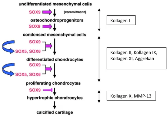 Abbildung  2:  Schritte  der  Chondrozytendifferenzierung  und  Funktion  von  Sox‐9,  ‐5  und  ‐6  im  Verlauf  der  embryonalen  Differenzierung.  Pfeile  stehen  für  eine  Förderung  des  Differenzierungsprozesses,  der Balken  für eine Inhibierung  de