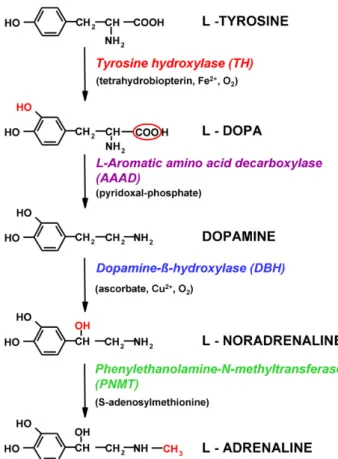 Abbildung  9:  Biosynthese der  Katecholamine  mit  den enzymatischen Schritten. Die  Umwandlung  von  L‐Tyrosin  zu  L‐Noradrenalin  ist  typisch  für  sympathische  Nervenfasern  und  Neuronen  im  Gehirn, die Umsetzung von L‐Noradrenalin zu L‐Adrenalin 
