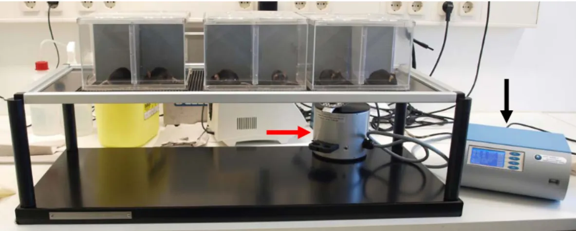 Abbildung  12:  Aufbau  des  Dynamic  Plantar  Aesthesiometer  Tests.  Die  Mäuse  sitzen  in  abgetrennten Kompartimenten    auf  einem Gitter.  Ein automatisierter,  elektrischer  Simulator mit  dem von Frey Filament (roter  Pfeil) kann  unterhalb den  M