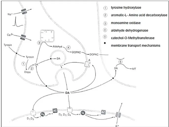 Figure 1. The synapses and the neuronal receptors of antipsychotic drugs [Stärker, 2001]