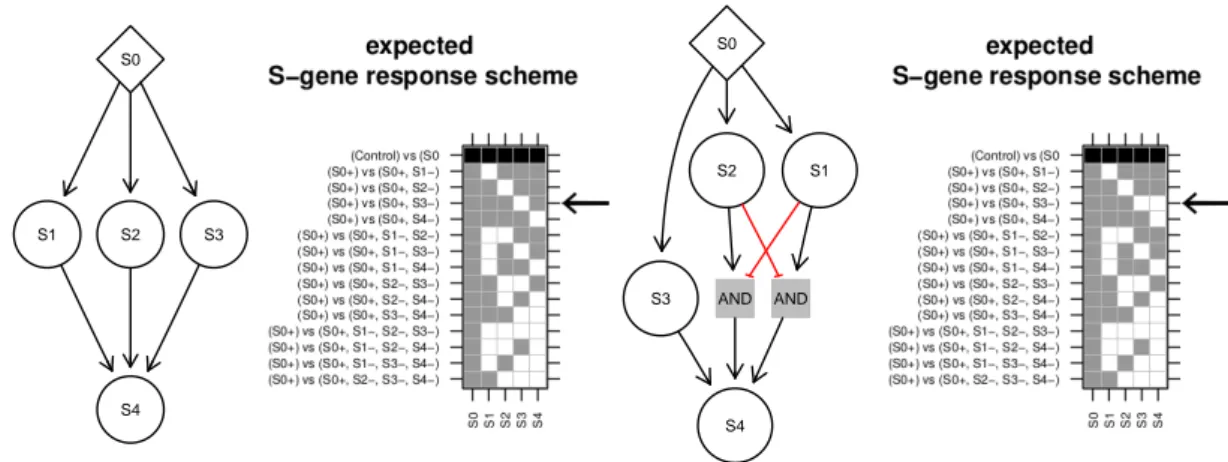 Figure 4.5: Missing single knock-downs. The response schemes of the two networks diﬀer only for the experiment marked by the arrow