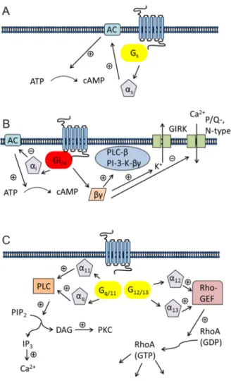 Figure  1.4.  Typical  pattern  of  GPCRs  coupling.  (A)  G s   mediated  signaling  (AC  =  adenylyl  cyclase;  ATP  =  adenosine  triphosphate;  cAMP  =  cyclic  adenosine  monophosphate)  (B)  G i/o  mediated  signaling  (GIRK  =   G-protein-regulated 