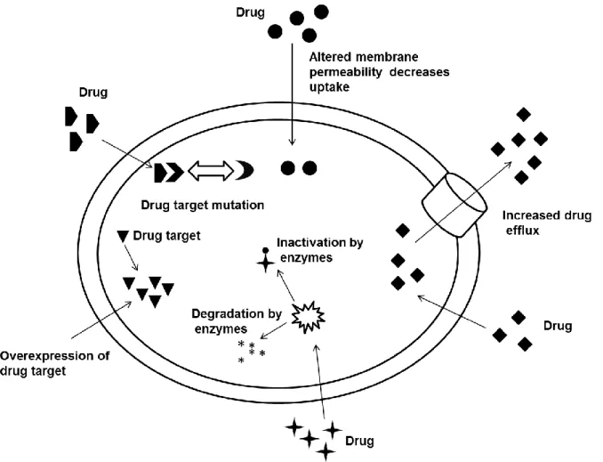 Figure 8: Mechanisms of multidrug resistance (with permission). 22   