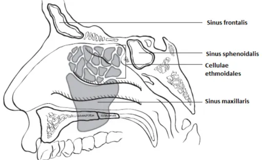 Abbildung 4: Nasennebenhöhlen, sagittaler Schnitt  4