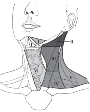 Abbildung 5: Lymphknotenlevels I - VI  4