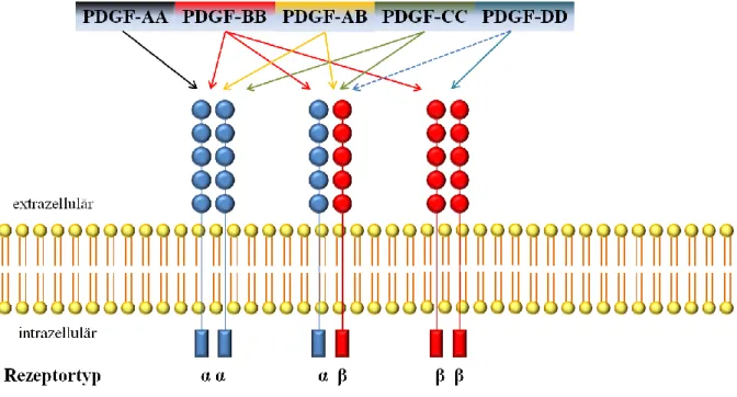 Abbildung  2:  Schematische  Darstellung  des  Bindungsmusters  der  PDGF-Liganden  an  die  PDGF-Rezeptoren