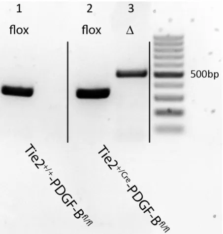 Abbildung 3: Genotypisierung von Tie-2+/+-PDGF-BBfl/fl (1) und Tie-2+/Cre-PDGF-BBfl/fl-Versuchstieren (2)