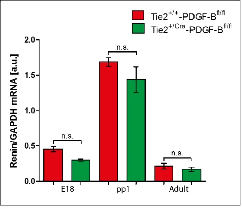 Abbildung  4:  Grafische  Darstellung  der  Renin-mRNA-Level  von  Tie-2 +/+ -PDGF-BB fl/fl -  und  Tie-2 +/Cre -PDGF-BB fl/fl - -Versuchstieren in  verschiedenen Entwicklungsstadien