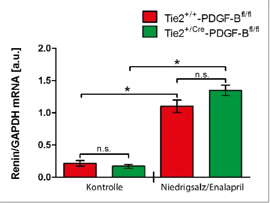 Abbildung  5:  Grafische  Darstellung  der  Renin-mRNA-Level  von  Tie-2 +/+ -PDGF-BB fl/fl -  und  Tie-2 +/Cre- PDGF-BB fl/fl - -Versuchstieren  unter  Standard-  und  Niedrigsalz-Enalaprildiät