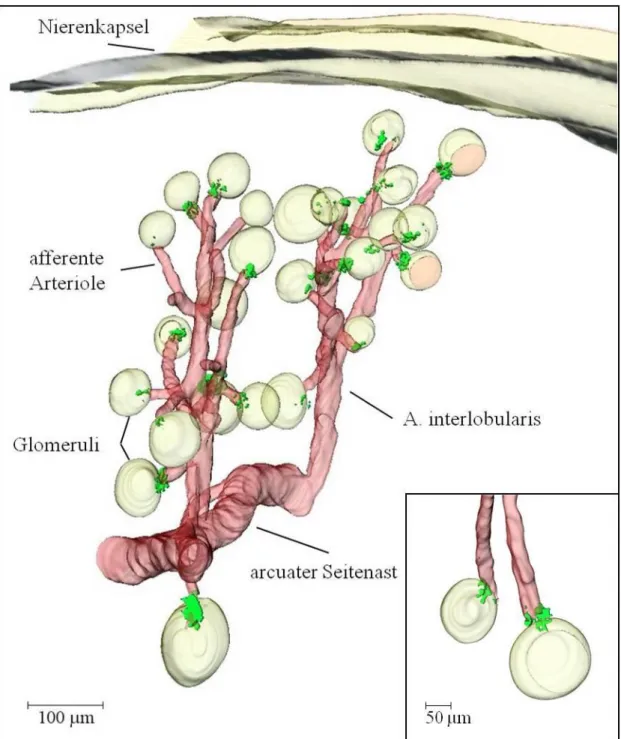 Abbildung  9:  Übersichts-  und  Detailaufnahme  der  dreidimensionalen  Rekonstruktion  der  Glattmuskel-  (rot)  und  Renin- (grün) Immunfluoreszenz eines repräsentativen Gefäßbaumabschnitts der adulten Tie-2 +/+ -PDGF-BB fl/fl -Maus