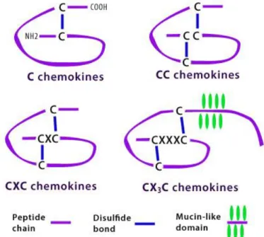 Abb. 1: Strukturen und Klassifikation der Chemokine. Es werden anhand des strukturellen Aufbaus  die C-, CC-, CXC- und CX 3 C-Familien unterschieden.