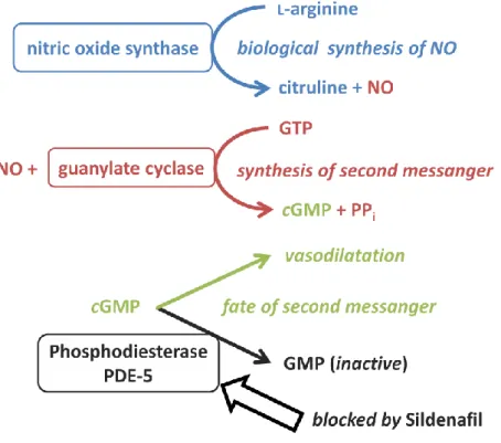 Figure  32:  Biochemical  mechanism  of  NO  production  and  the  regulation  of  vasodilatation  with depiction of the effect of sildenafil, PP i  = diphosphate 