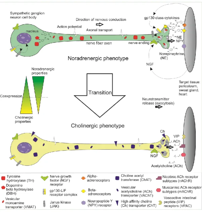 Figure 2. Scheme of catecholaminergic-to-cholinergic transition of sympathetic nerve fibers