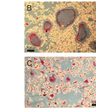 Figure 4. Characteristics of bone marrow derived macrophages during proliferation and dif- dif-ferentiation