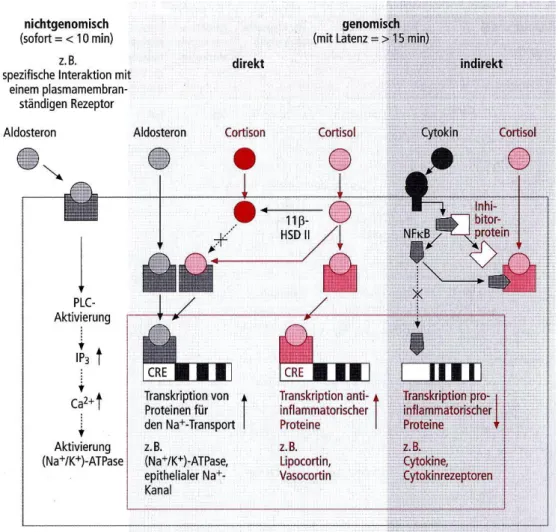 Abb.  2:  genomische  und  nichtgenomische  Wirkweise  von  Cortison  innerhalb  der  Zelle(Graphik  übernommen aus: 7 ) 