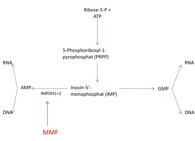 Abb. 3: Wirkmechanismus von MMF auf die De-Novo-Purin-Biosynthese 13,14 (mod. Darstellung nach Allision et al)