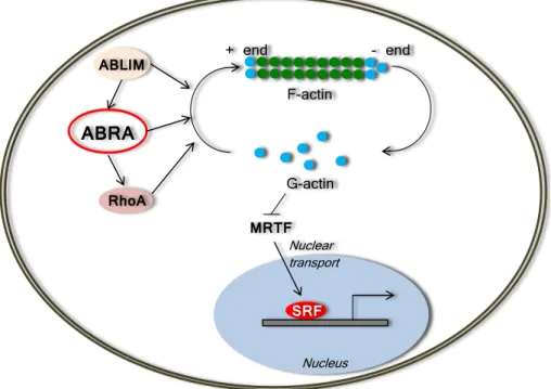 Figure 1.2: A scheme of the ABRA-mediated regulation of actin dynamics and SRF sig- sig-naling