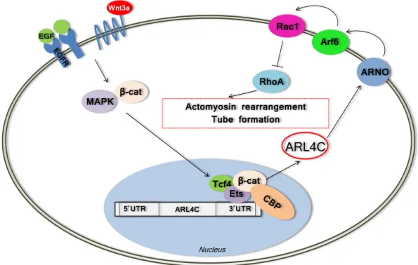 Figure 1.3: Scheme of the Arl4c-mediated regulation of actomyosin rearrangement and epithelial tube formation after combinatorial induction of Wnt3a/EGF signaling based on the data from Matsumoto et al