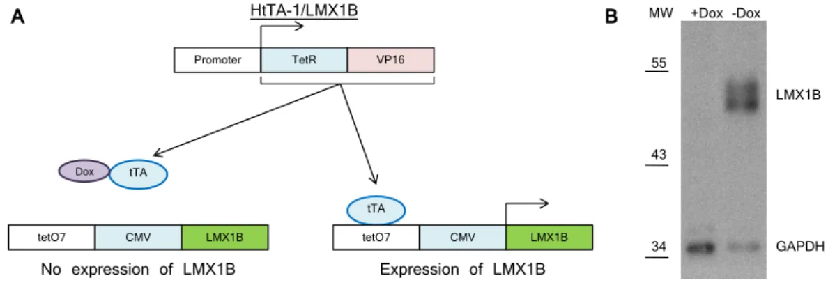 Figure 3.4: Induction of the HtTA-1/LMX1B cell line. (A) Scheme of the tet-off system [modified from (Kohan, 2008)]