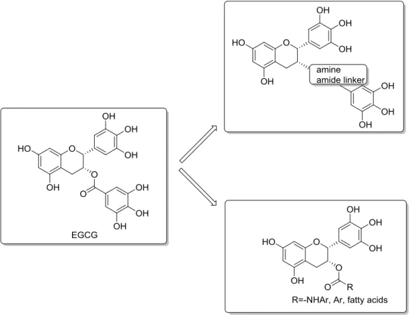 Figure 7. Analogues of (-)-EGCG to prevent oxidation and improve bioavailability of the compounds