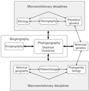 Figure  I.1.  Phylogeography  at  the  junction  between  microevolutionary  and  macroevolutionary processes (based on Avise 2009, modified from Avise 2000)