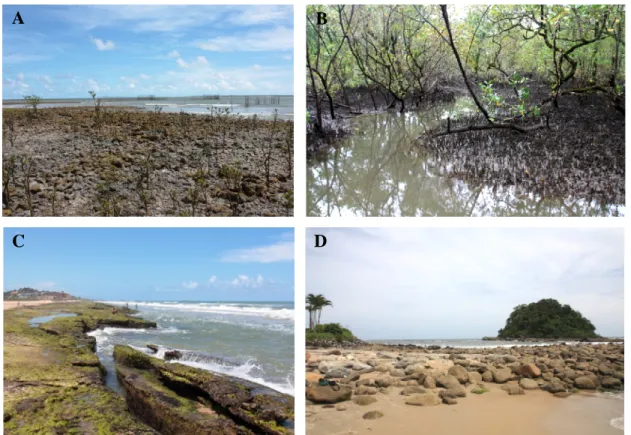 Figure I.4. Examples of sampled habitats in the tropical and subtropical Atlantic,  mangroves and rocky shores