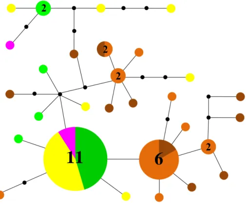 Figure  1.3.  Maximum  parsimony  spanning  network  of  Pachygrapsus  gracilis  reconstructed  with  TCS  based  on  48  mtDNA  Cox1  sequences  (937bp)