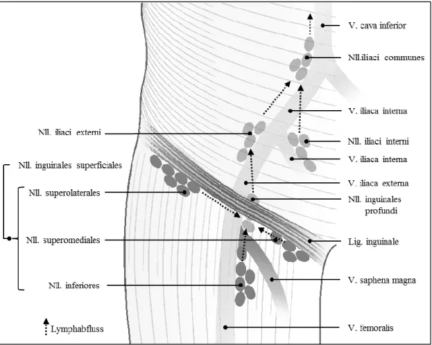 Abbildung 3: Lymphknoten und Lymphabflusswege der Leistenregion nach [101] 