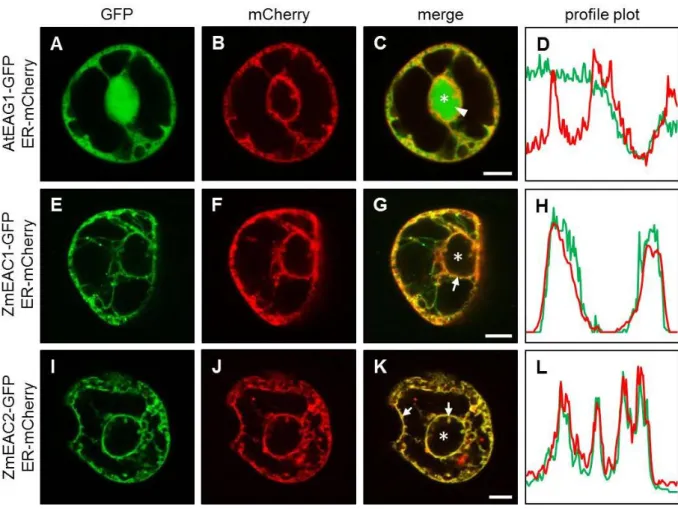 Figure  2.5    Subcellular  localization  of  EAG  and  EAC  proteins  in  BMS  suspension  cells