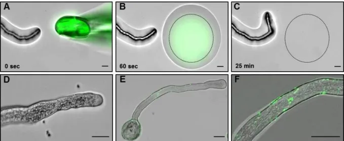 Figure 3.2  Unspecific proteins are unable to attract and bind maize pollen tubes in vitro (related to Figure  3.1)