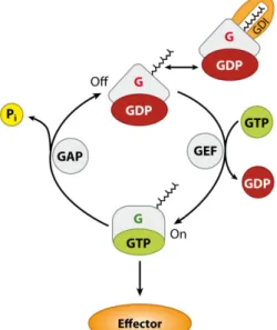 Figure 1.2 | The functional cycle of G proteins. 