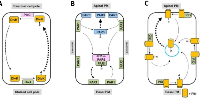 Figure 1.3 | Cell polarity regulation by phosphorylation. 