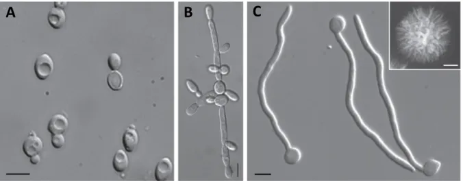 Figure 1.5 | Different growth forms of the human pathogen Candida albicans. 