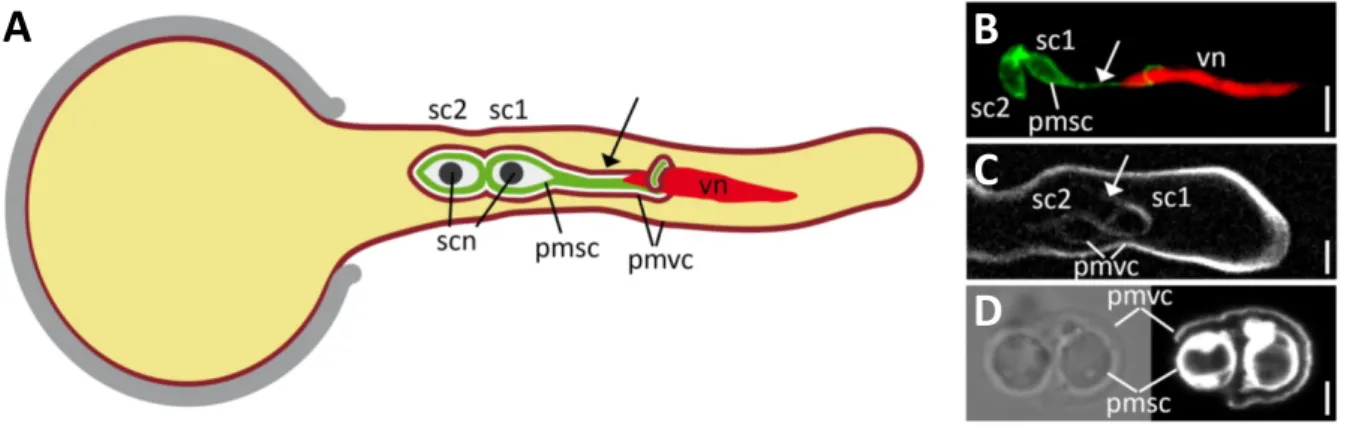 Figure 1.7 | The pollen tube and the male germ unit of Arabidopsis thaliana. 