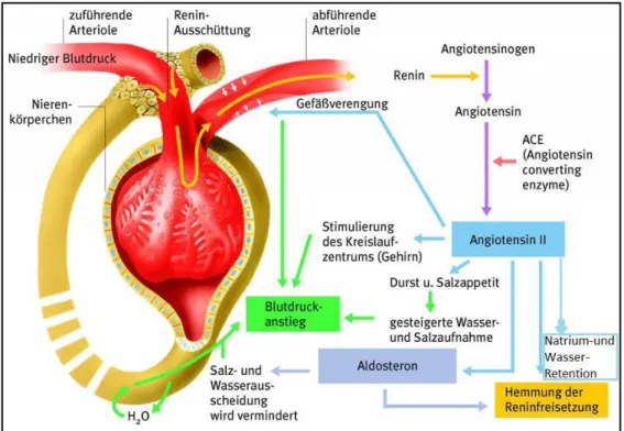 Abb. 1:Schematische Darstellung des RAAS-Systems der Niere(frei modifiziert von http://www.jameda.de/gesundheits- http://www.jameda.de/gesundheits-lexikon/bilder/big/506849.jpg)