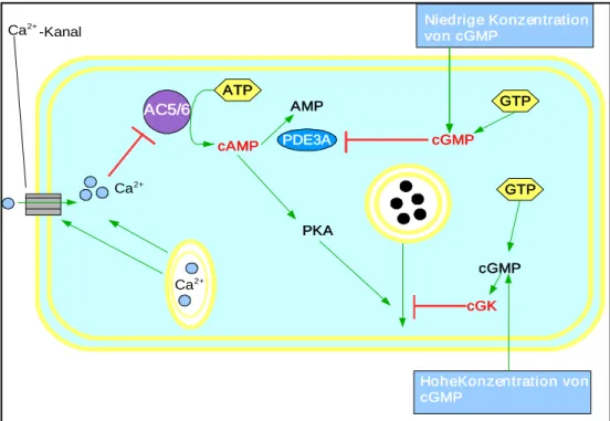 Abb. 3:Intrazelluläre Wirkungsweisen von den sekundären Botenstoffen  in reninbildenden Zellen(frei modifiziert nach  Schweda F