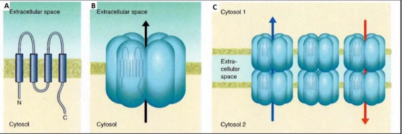 Abb. 5: Schematischer Aufbau eines Connexins mit vier membrandurchspannenden Elementen, drei Schleifen und dem  aminoterminalen- und dem carboxyterminalen- Ende jeweils im Zytosol (A)