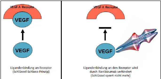 Abbildung 16: Schematische Darstellung der Bindung von VEGF an den VEGF-A Rezeptor in der linken Bildhälfte