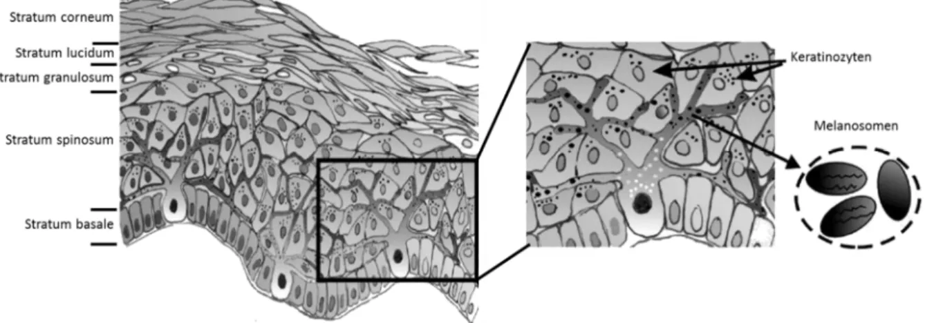 Abbildung  I-1:  Aufbau  der  Epidermis  /  Lage  von  Melanozyten  in  der  Haut  (verändert  nach  Cichorek  et  al