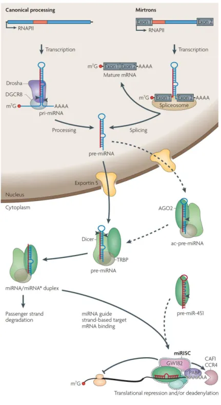 Abbildung I-3: Schematische Darstellung der Biogenese und der Funktion von miRNAs (verändert nach Krol et al