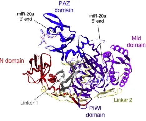 Abbildung  I-4:  Kristallstruktur  von  humanem  AGO2  im  Komplex  mit  miRNA-20a  (verändert  nach  Gurtan  und  Sharp  (2013))