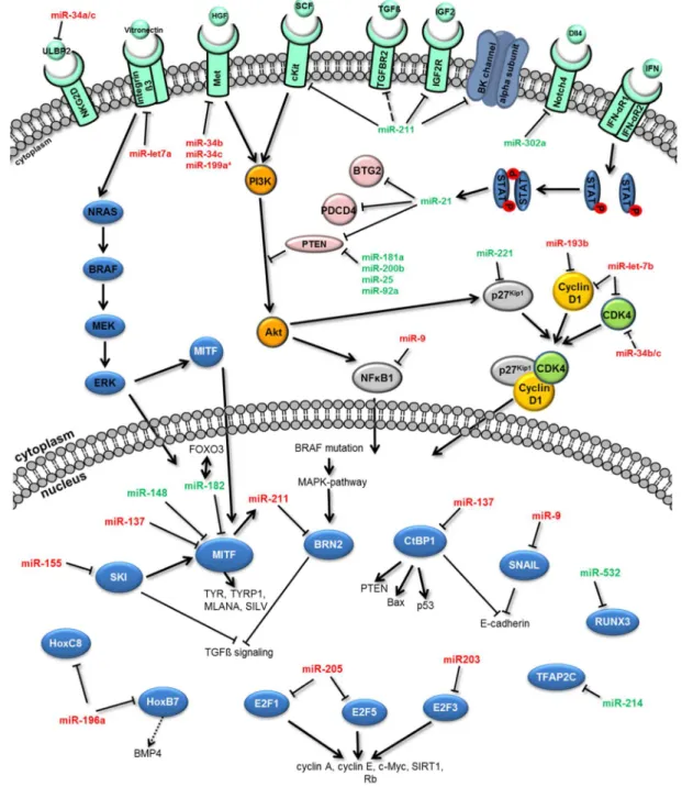 Abbildung I-7: MiRNAs die im  malignen Melanom für eine Fehlregulation  ihrer Zielgene verantwortlich sind  (verändert  nach  Völler  et  al